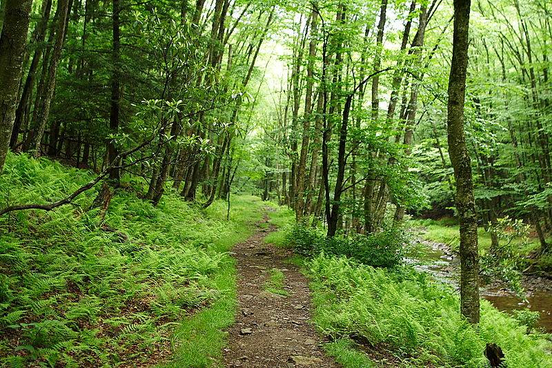800px-Seneca-hiking-trail_-_West_Virginia_-_ForestWander